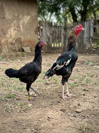 Aseel pair for sale