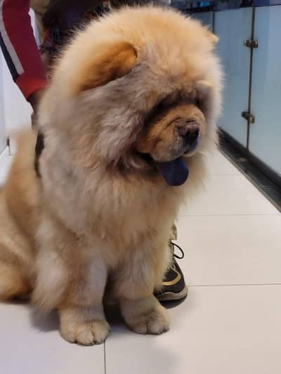 chow chow Top quality imported Male stud available 03115090318