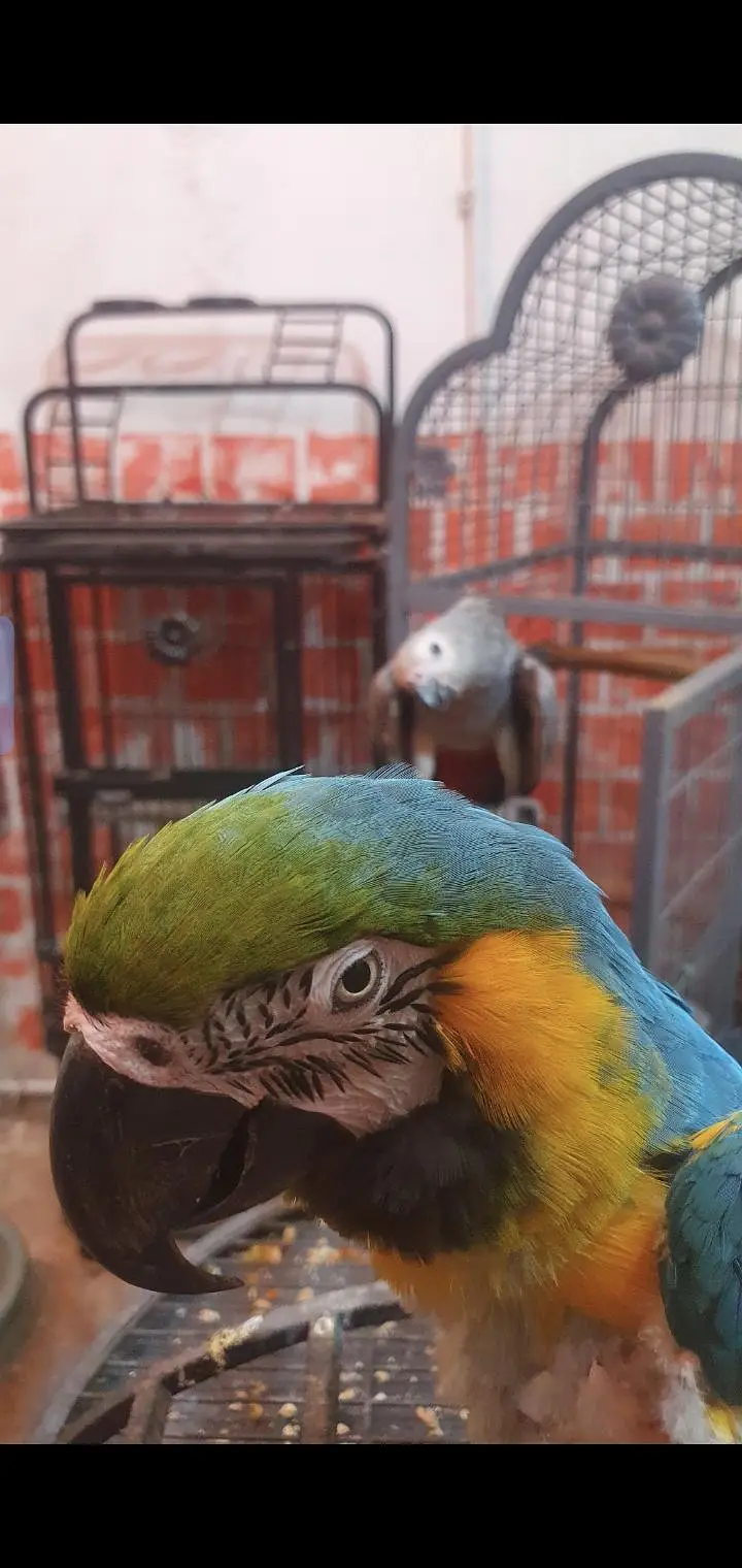 blue gold macaw & african gray parrot