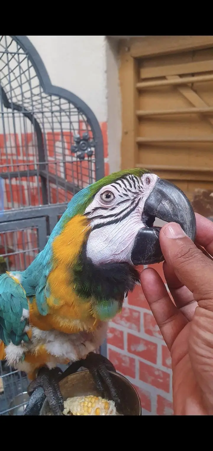 blue gold macaw & african gray parrot — photo 2