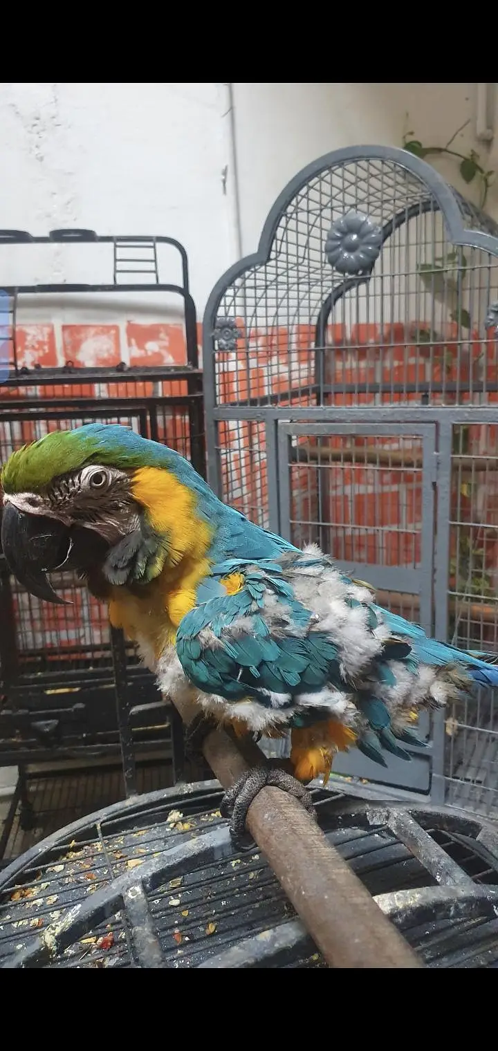 blue gold macaw & african gray parrot — photo 3