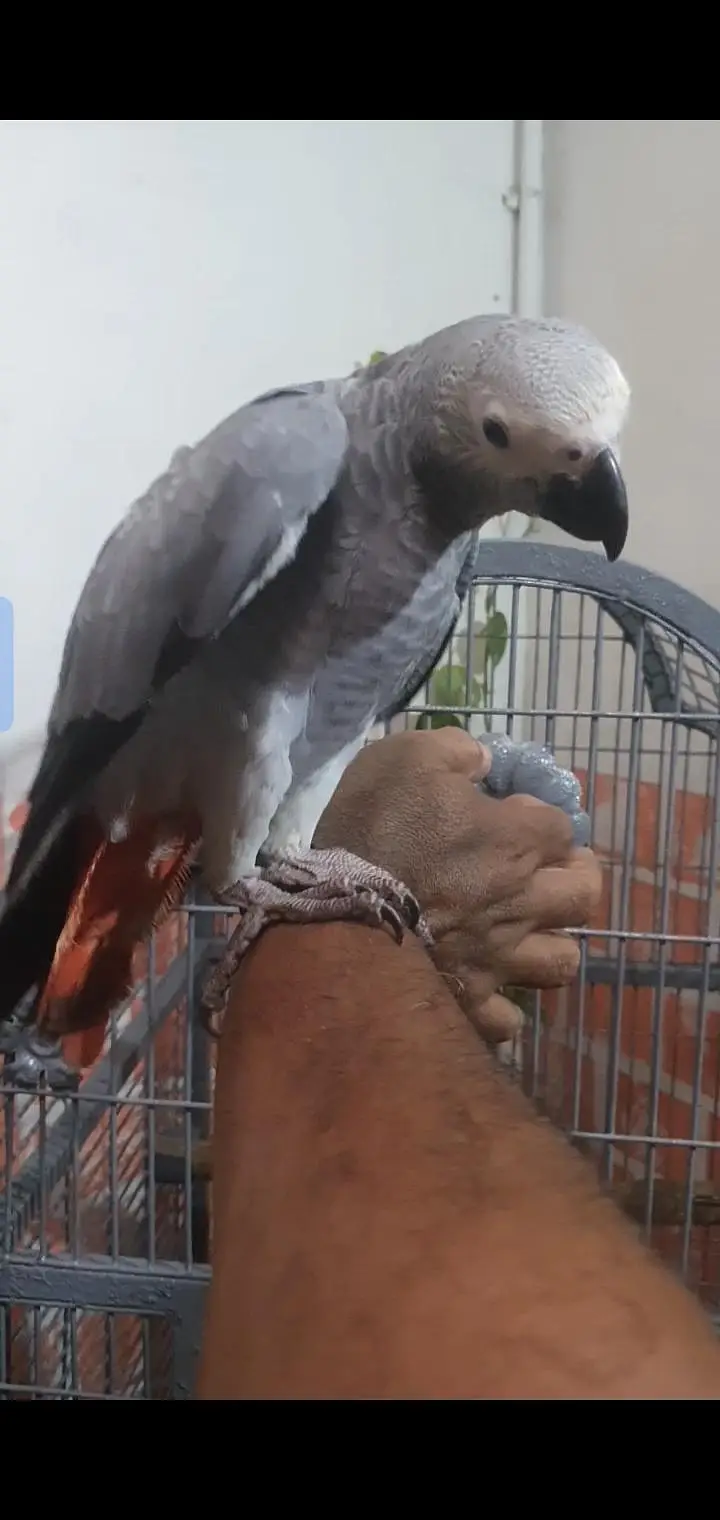 blue gold macaw & african gray parrot — photo 4