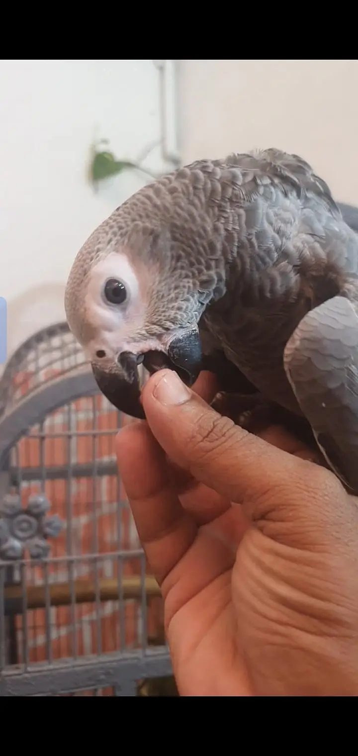 blue gold macaw & african gray parrot — photo 5