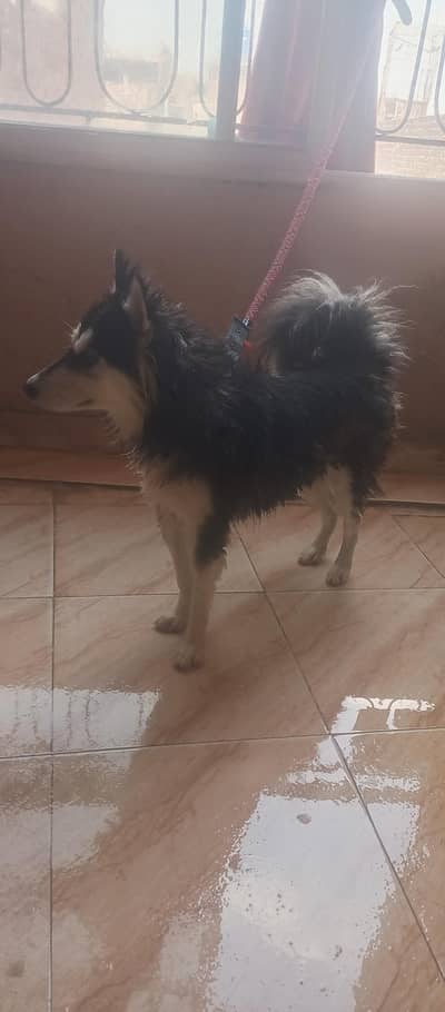 Husky female