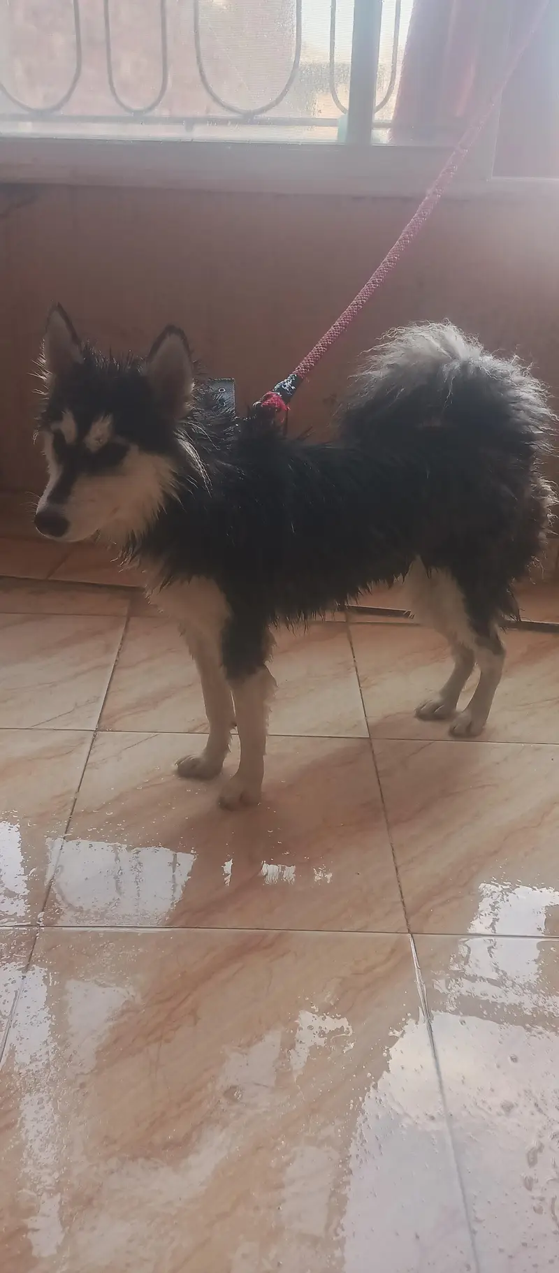 Husky female — photo 2