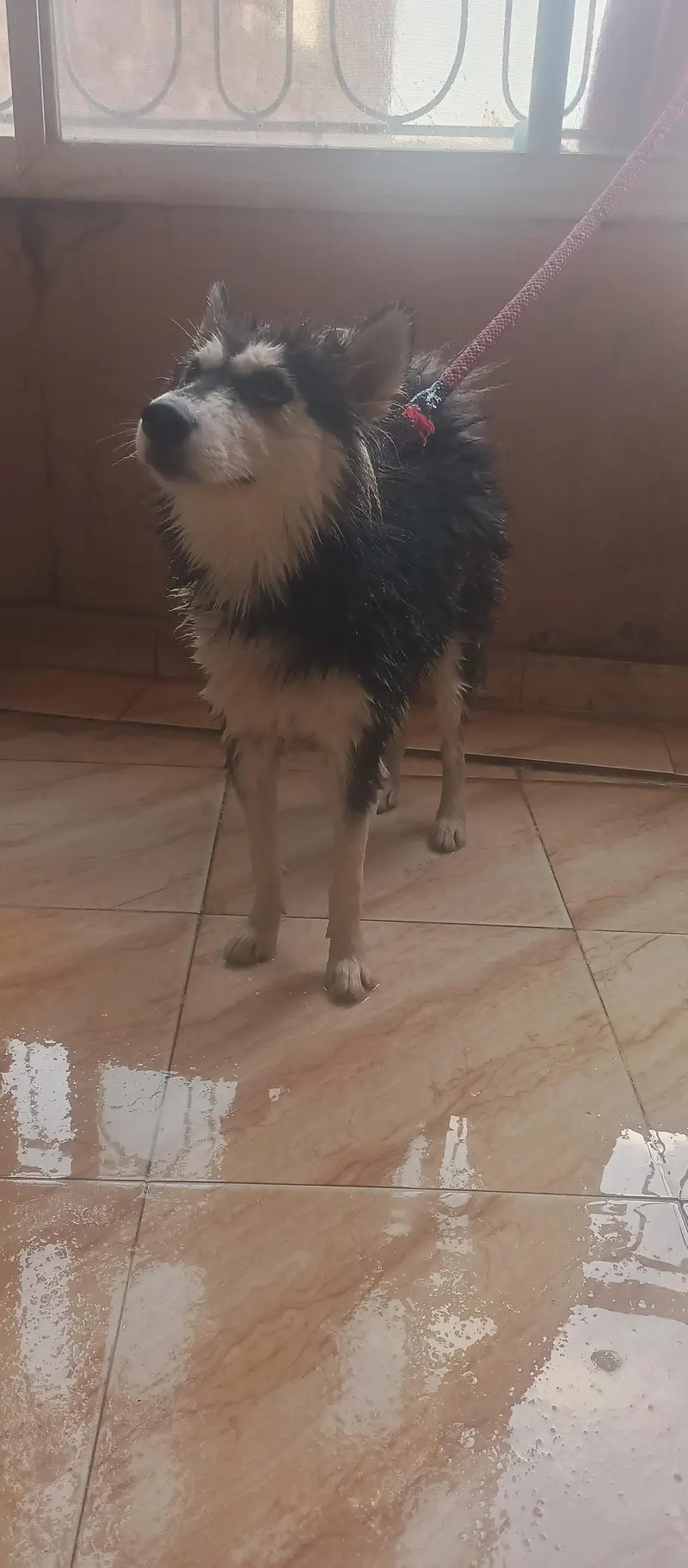Husky female — photo 3