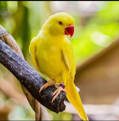 breeder female