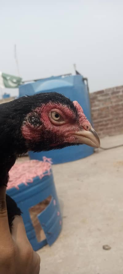 OLD BLOOD ASEEL PAIR READY TO BREED