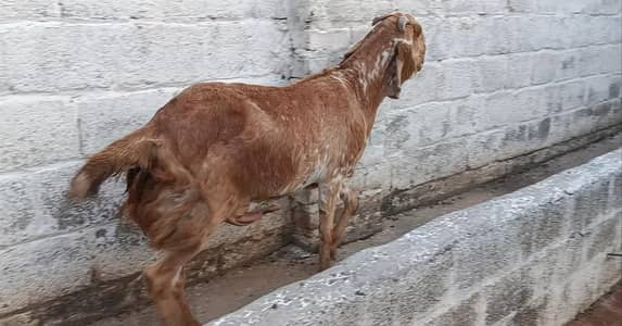 makhi chini and dasi ka cross