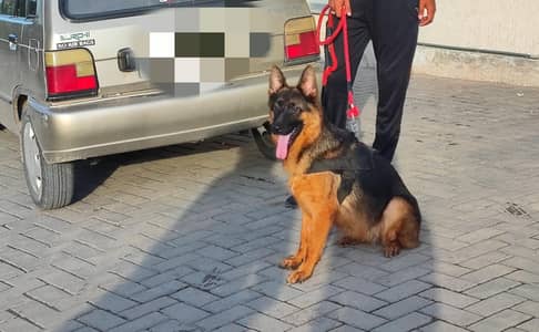 GSD Female For Sale