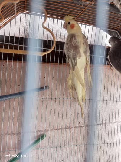 Cocktail birds for sell parrots for sell