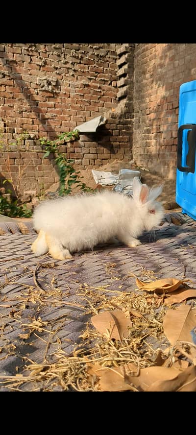 teddy bears rabbit