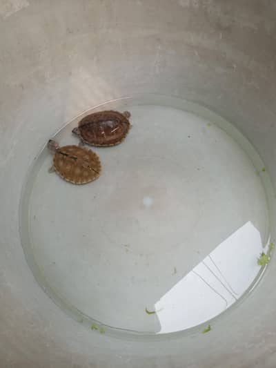 turtle