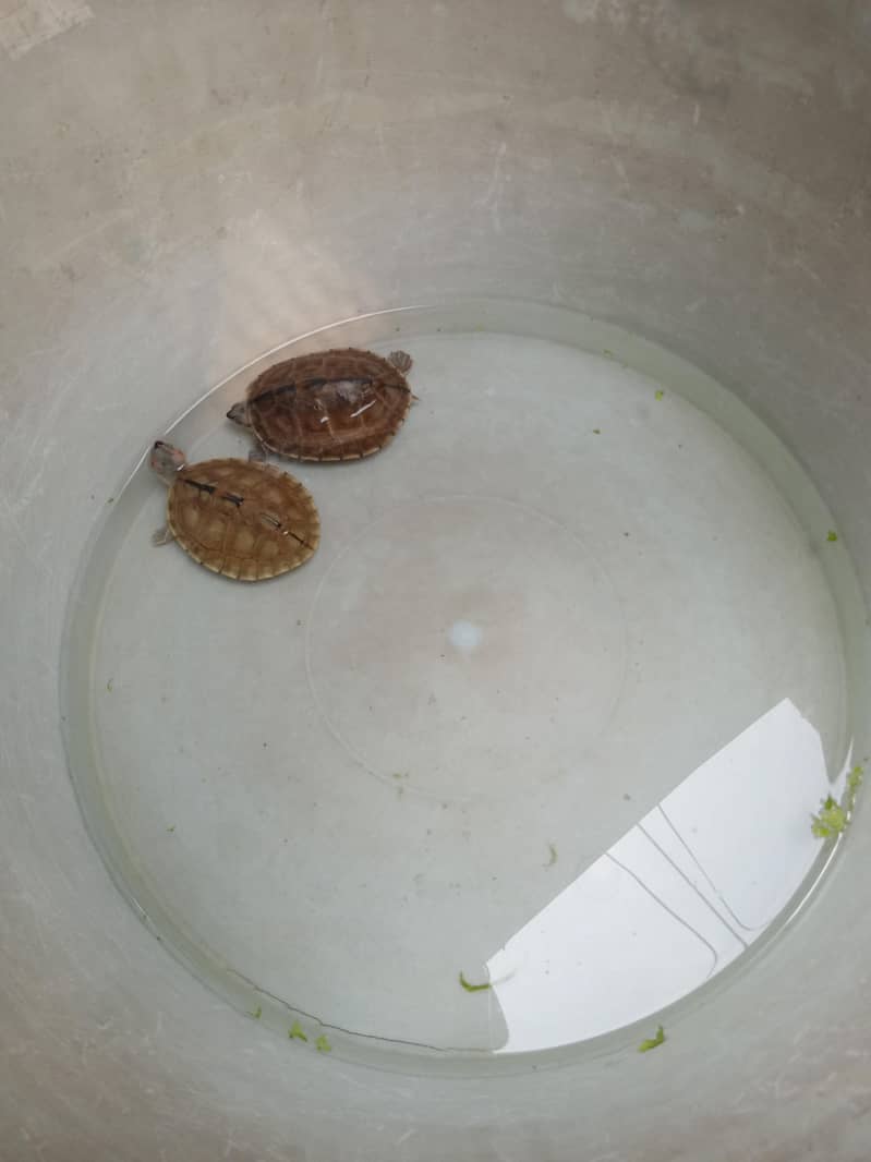 turtle 0