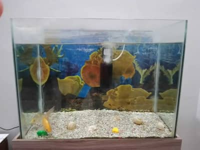 Fish + Aquarium + Accessories