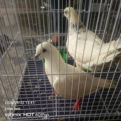 pigeon for sale aik sherazi aik lakah hai