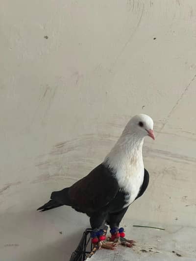 karbli chick for sale