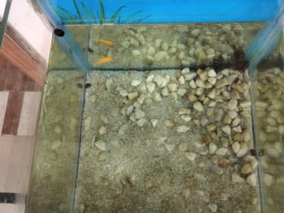 Aquarium for sale