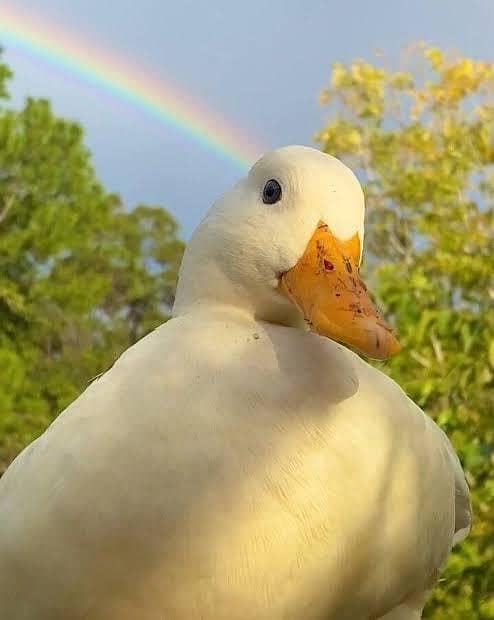 duck pear 0