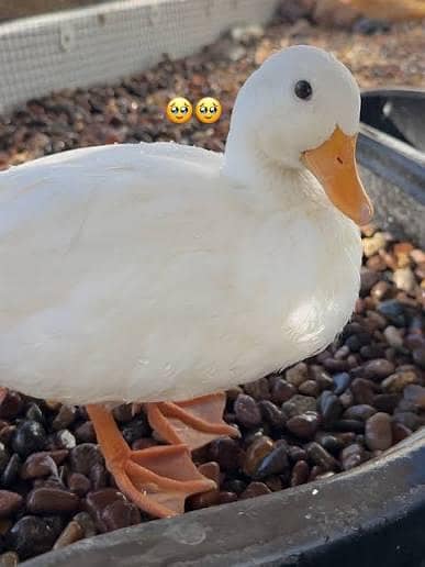 duck pear 1