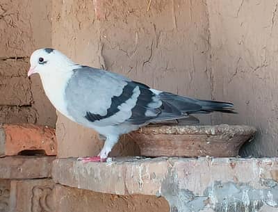 Sabaz karbalai male