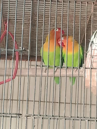 love birds breder pair