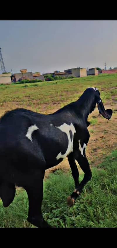 Amritsari betal breeder