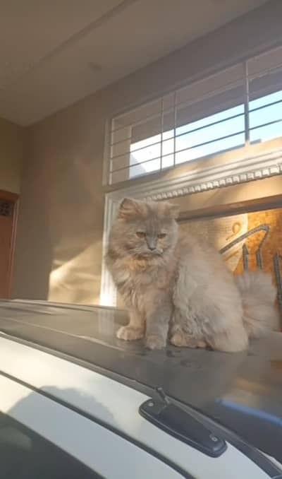persian cat
