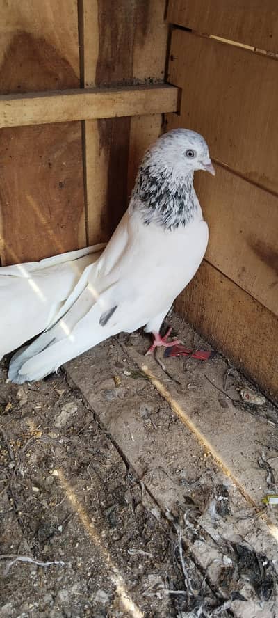 Pure zarray dar ankh Sialkoti pair