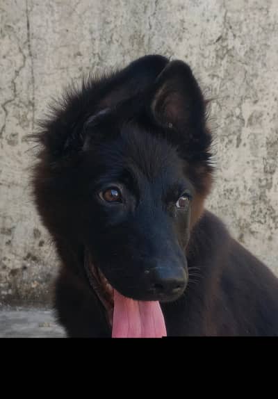 black gsd long coat for sale    . . . . . . .