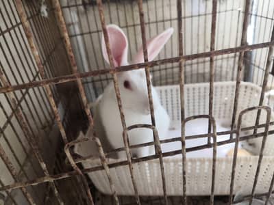 red eye rabbit