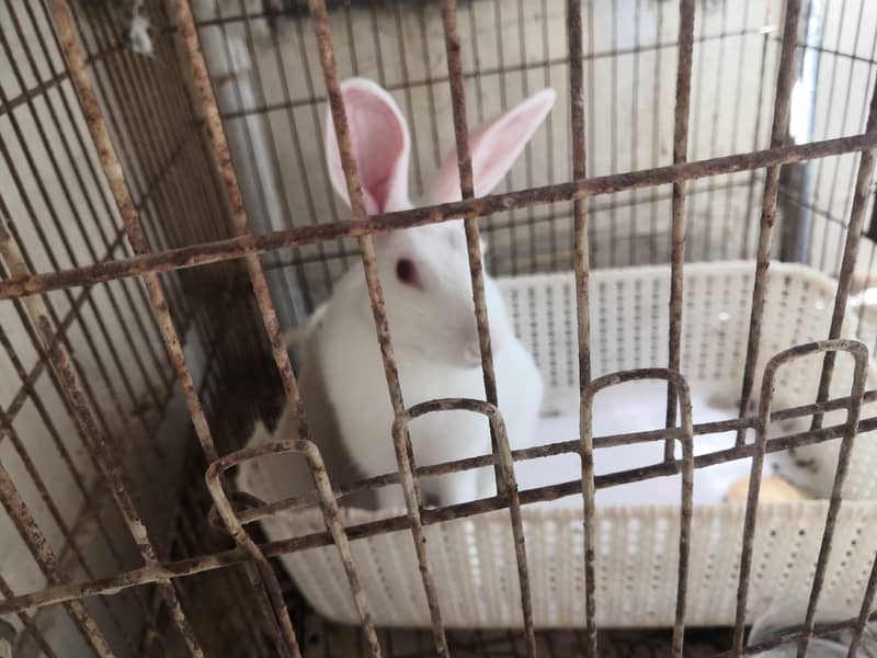 red eye rabbit 0