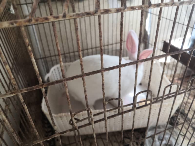 red eye rabbit 1