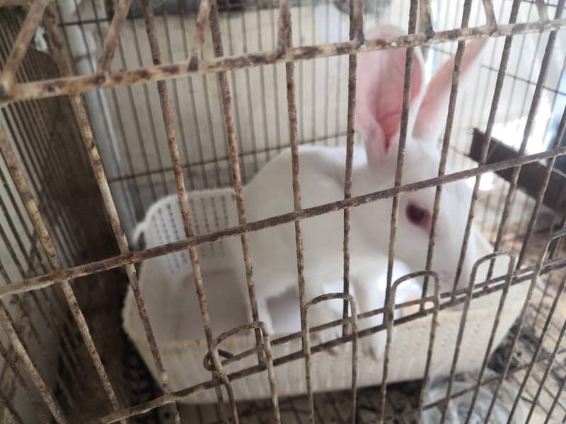 red eye rabbit 2