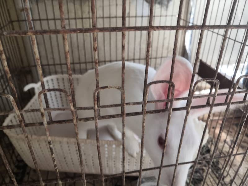 red eye rabbit 3