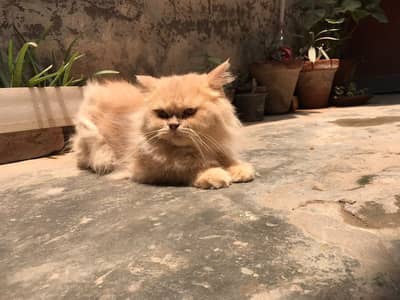 Persian cat | Persain pair | Triple coated | fown color | cats