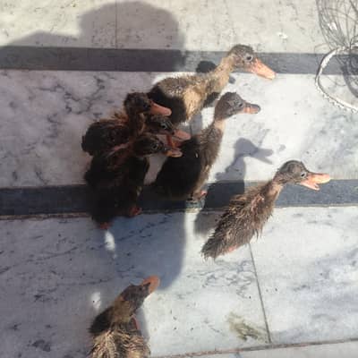 Healthy and Active Ducks for Sale Age:2+ Months)