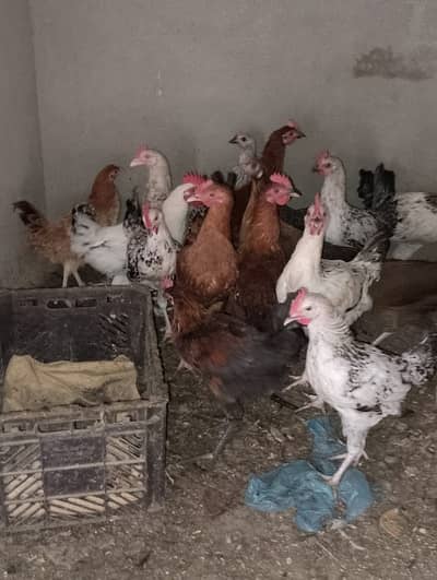 andyy wali murgi with pair available total piece 40
