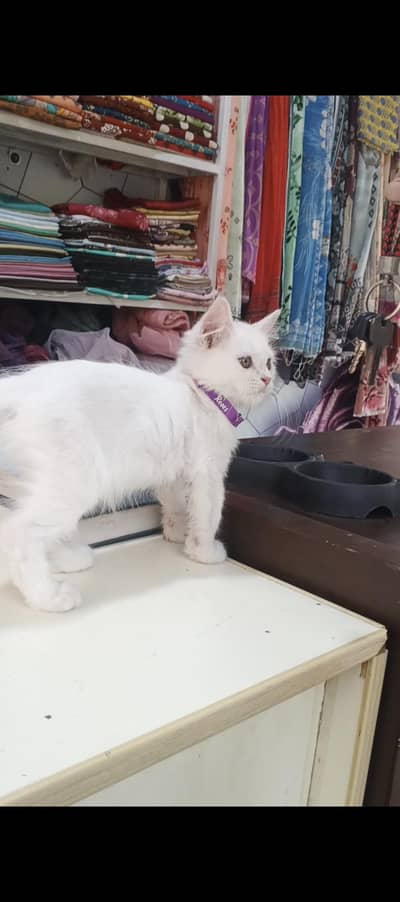 Persian cat 1.5 month ki ha Female with cat box vaccine hoe ha