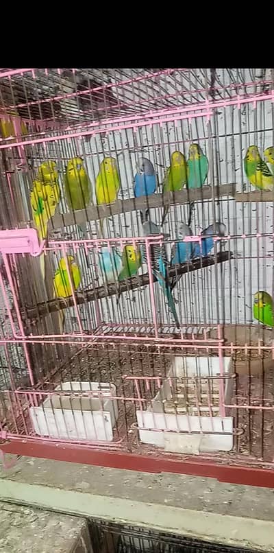 Budgies Breeder pairs