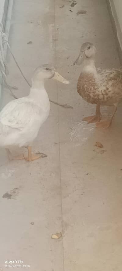 beautiful duck pair
