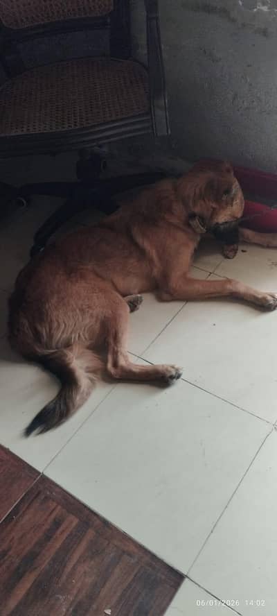 Kangal shepherd
