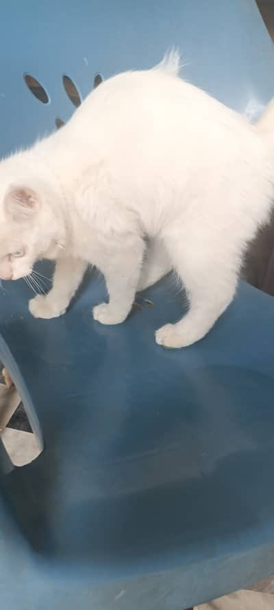 3 Months Old Persian Kitten | Beautiful Blue Eyes | Litter Trained