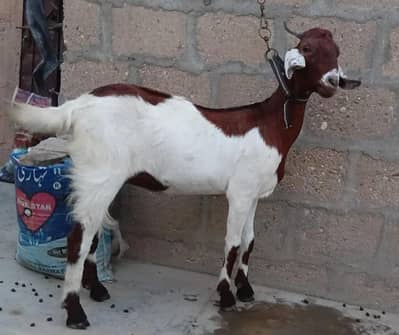 3 Months Gabban Tapri Path For Sale 0316-2918168