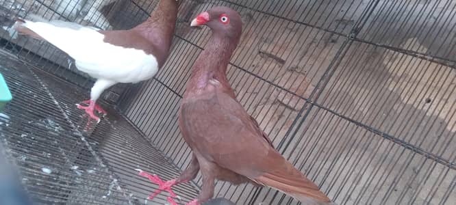 danish female or pomerian female or ek Foster pair