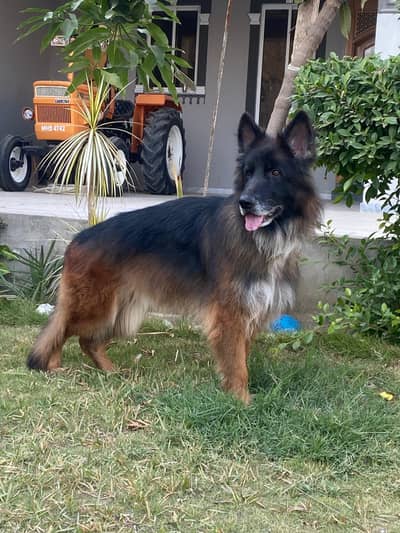 German shepherd black tame available for breed