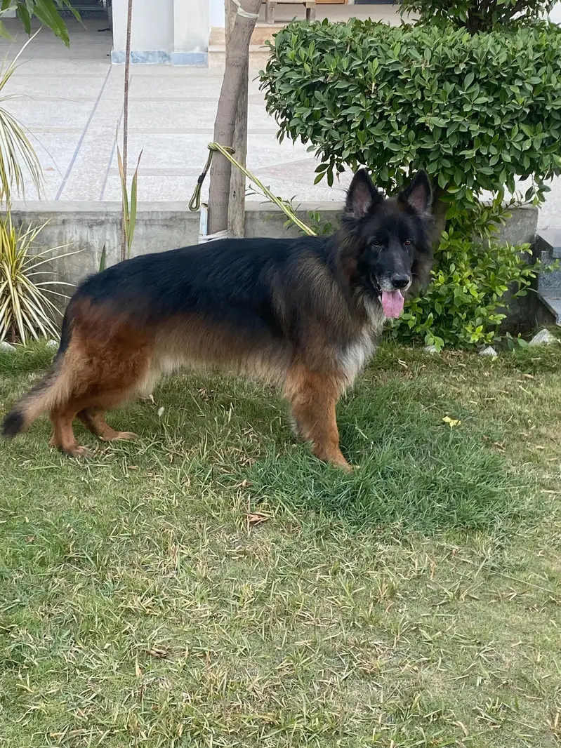 German shepherd black tame available for breed — photo 2