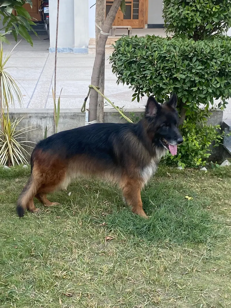 German shepherd black tame available for breed — photo 3