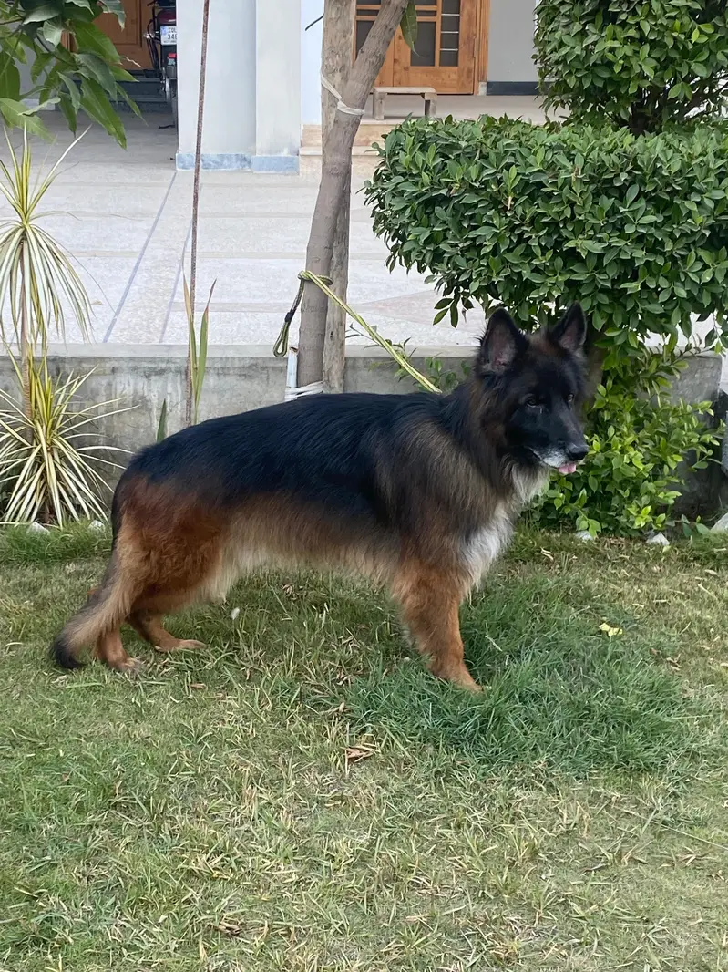 German shepherd black tame available for breed — photo 4