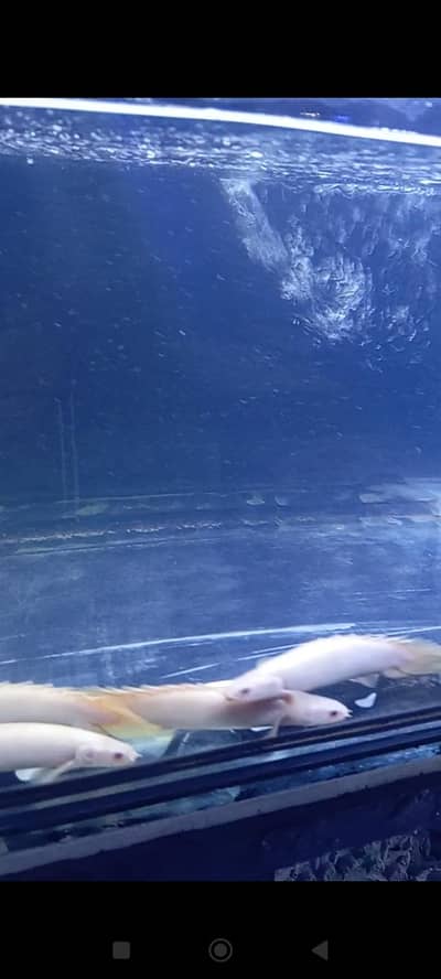 Albino senegal bichirs for sale